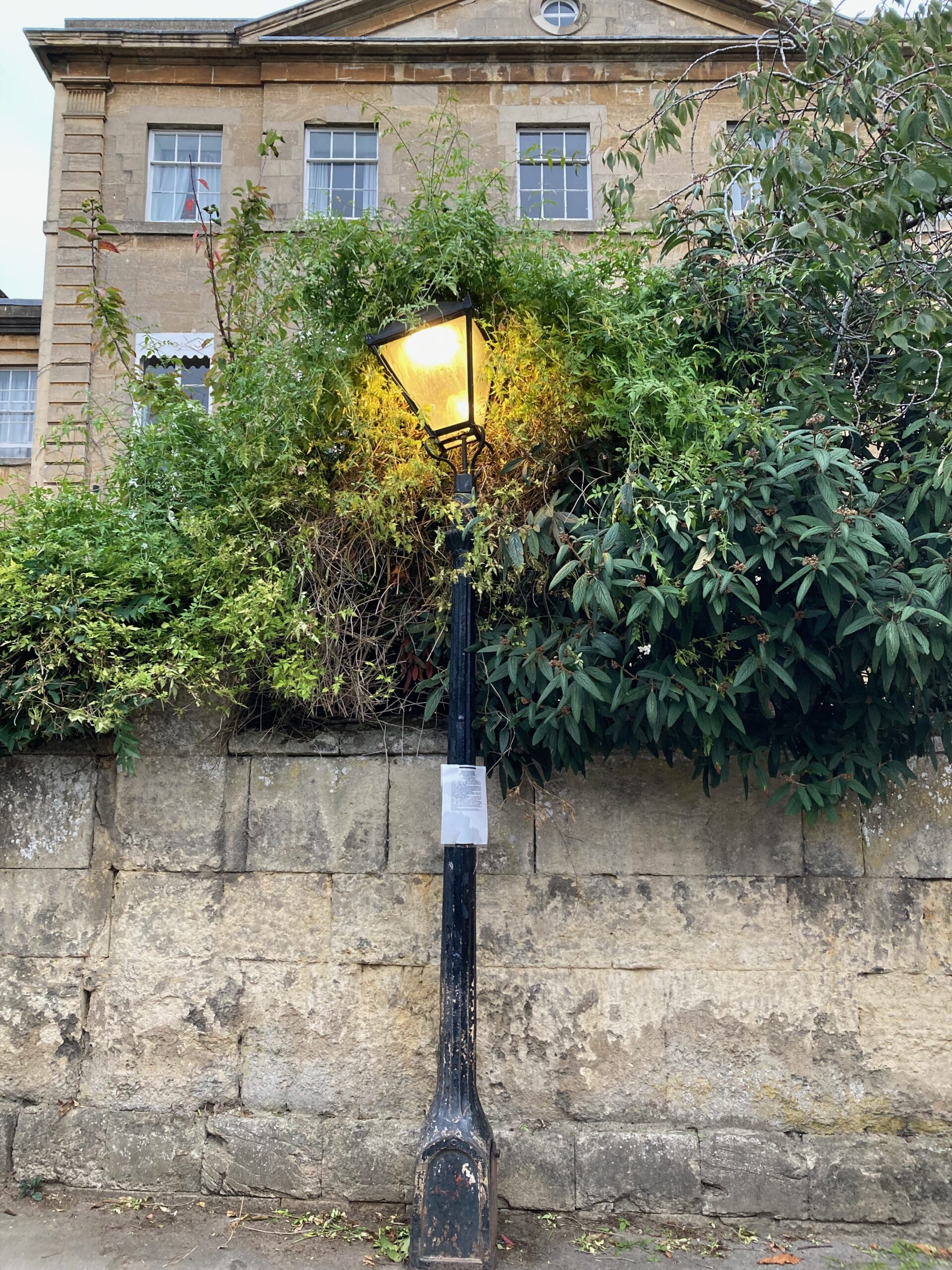 Bright street light burning in front of a vine- and foliage-covered wall, with a bright grey sky