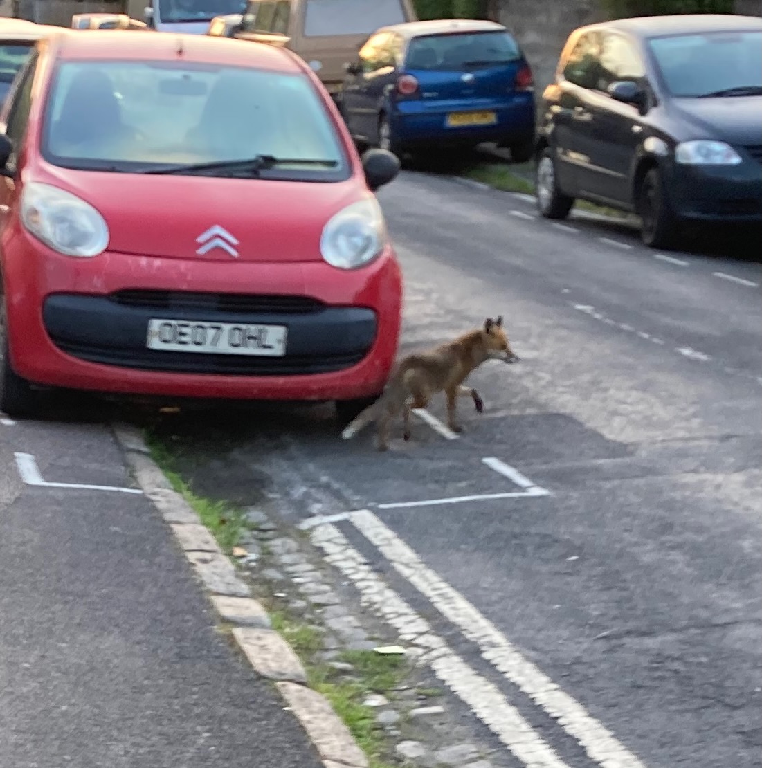 Mangy fox moving beyond red car into the street