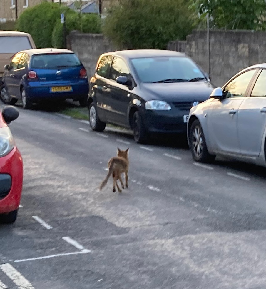 Mangy fox trotting away down the street