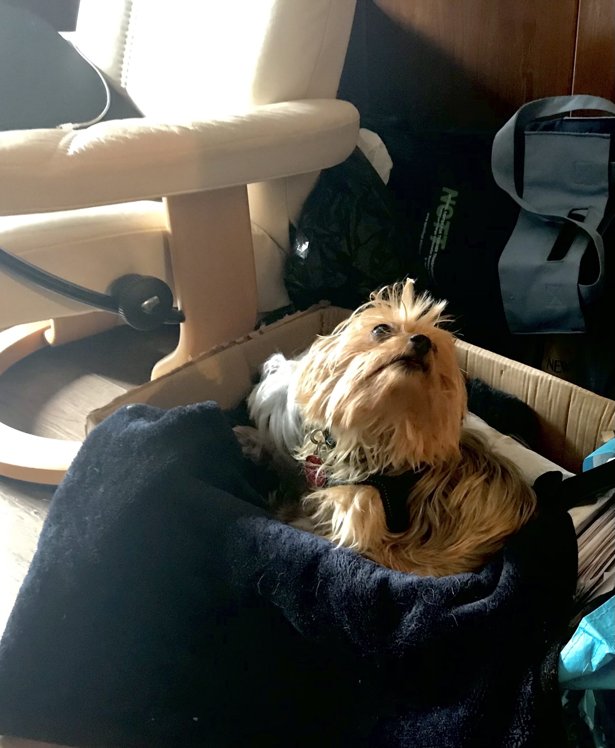 Two small dogs curled up inside a packing box, with one (a Yorkshire Terrier) looking upward so that her fringe stands out against the dark background