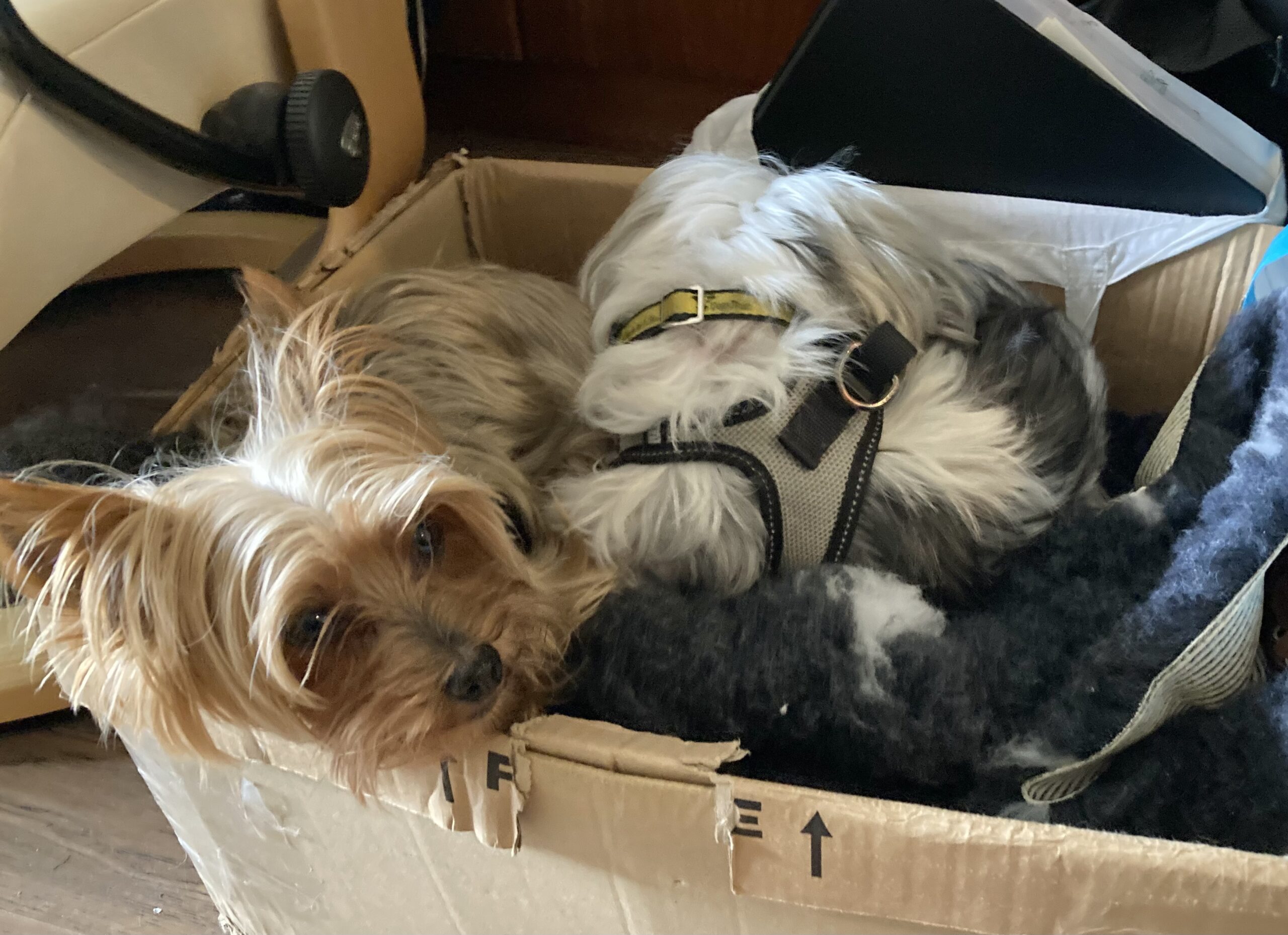 Two small dogs, Flora and Minke, curled up inside a packing box
