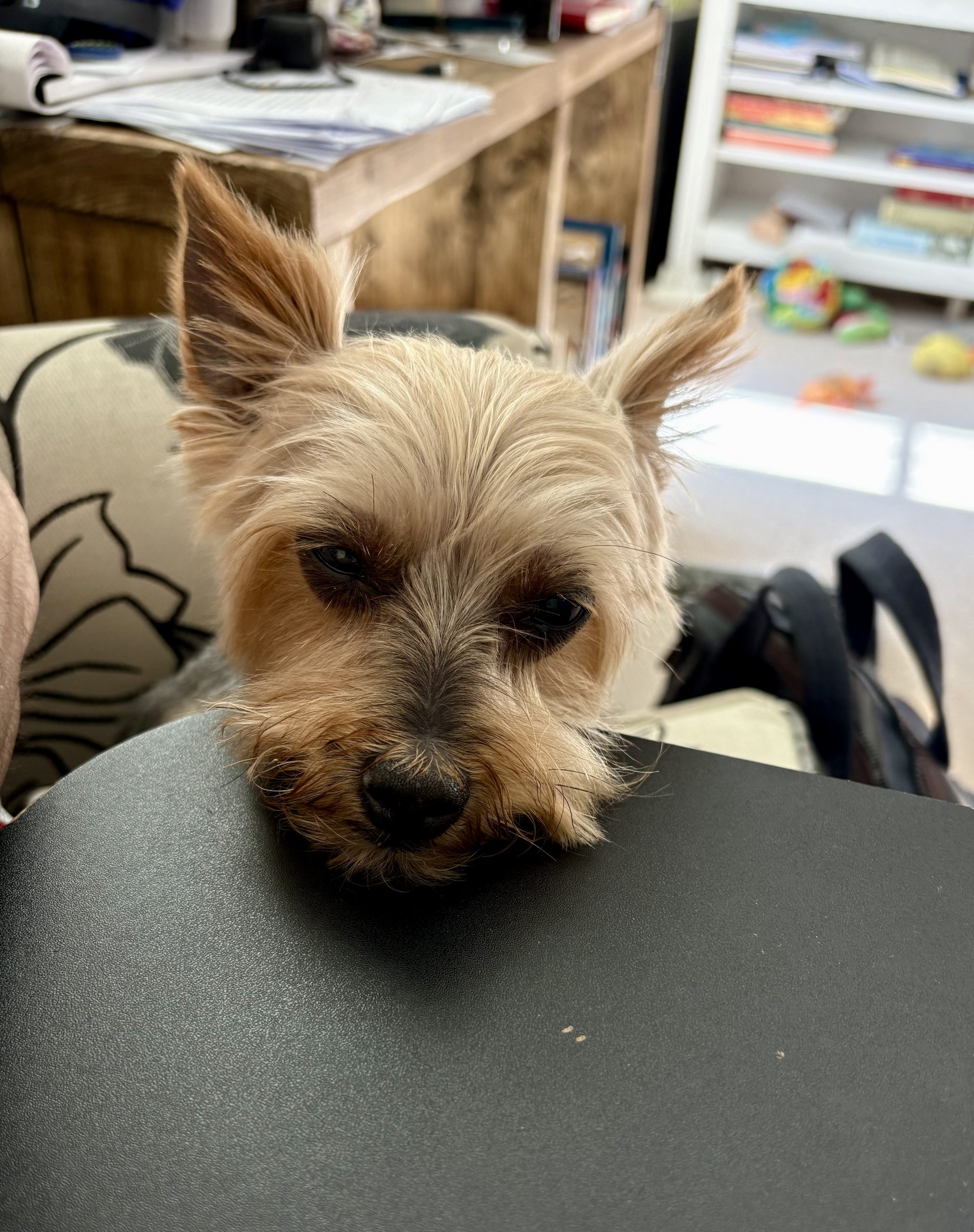 Yorkshire Terrier ('Minke') resting her chin on the corner of a black lap desk.