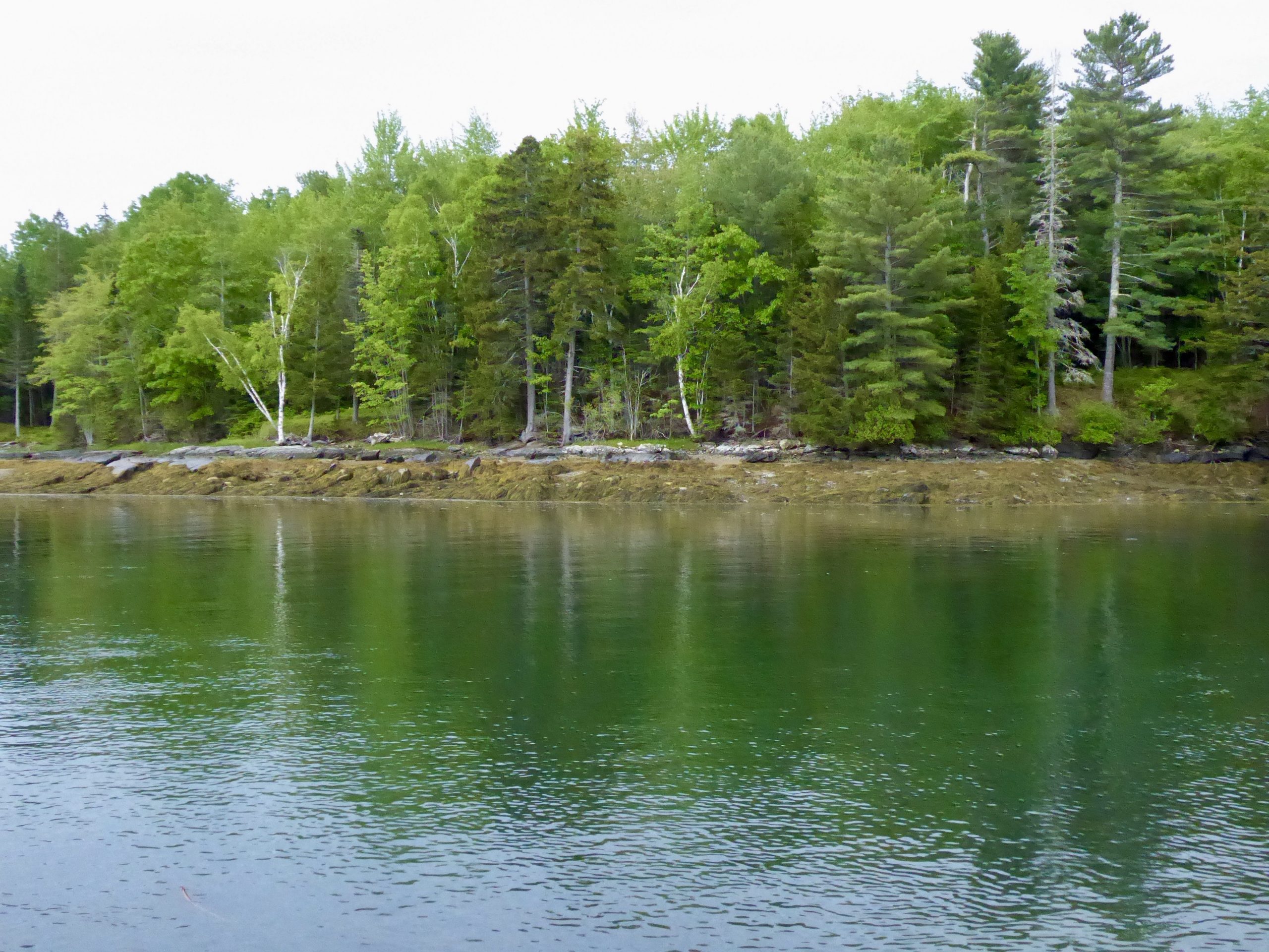 Wooded shoreline of Frenchman’s Bay, Hancock Maine