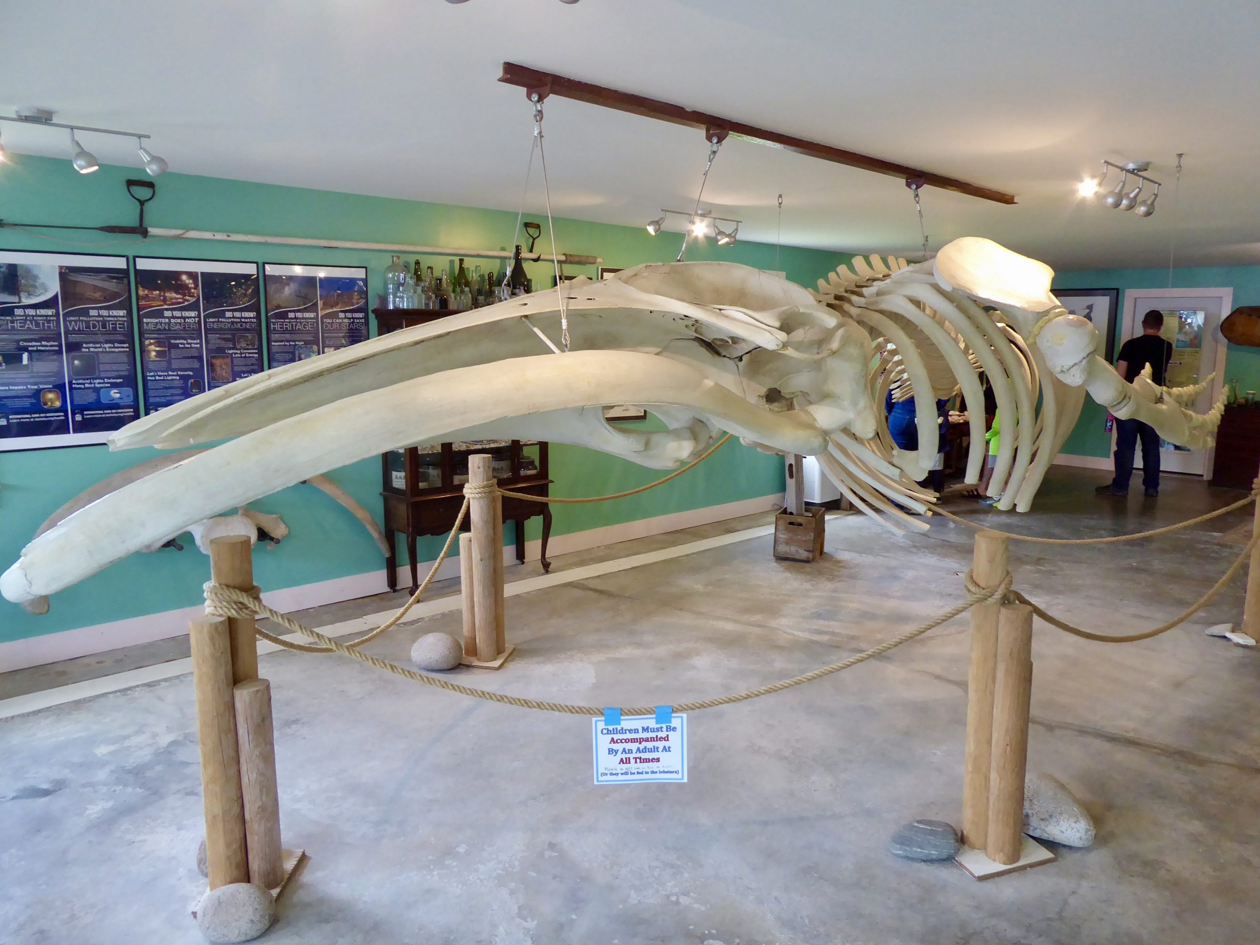 Humpback whale skeleton in the Oceanarium at Bar Harbor, Maine.