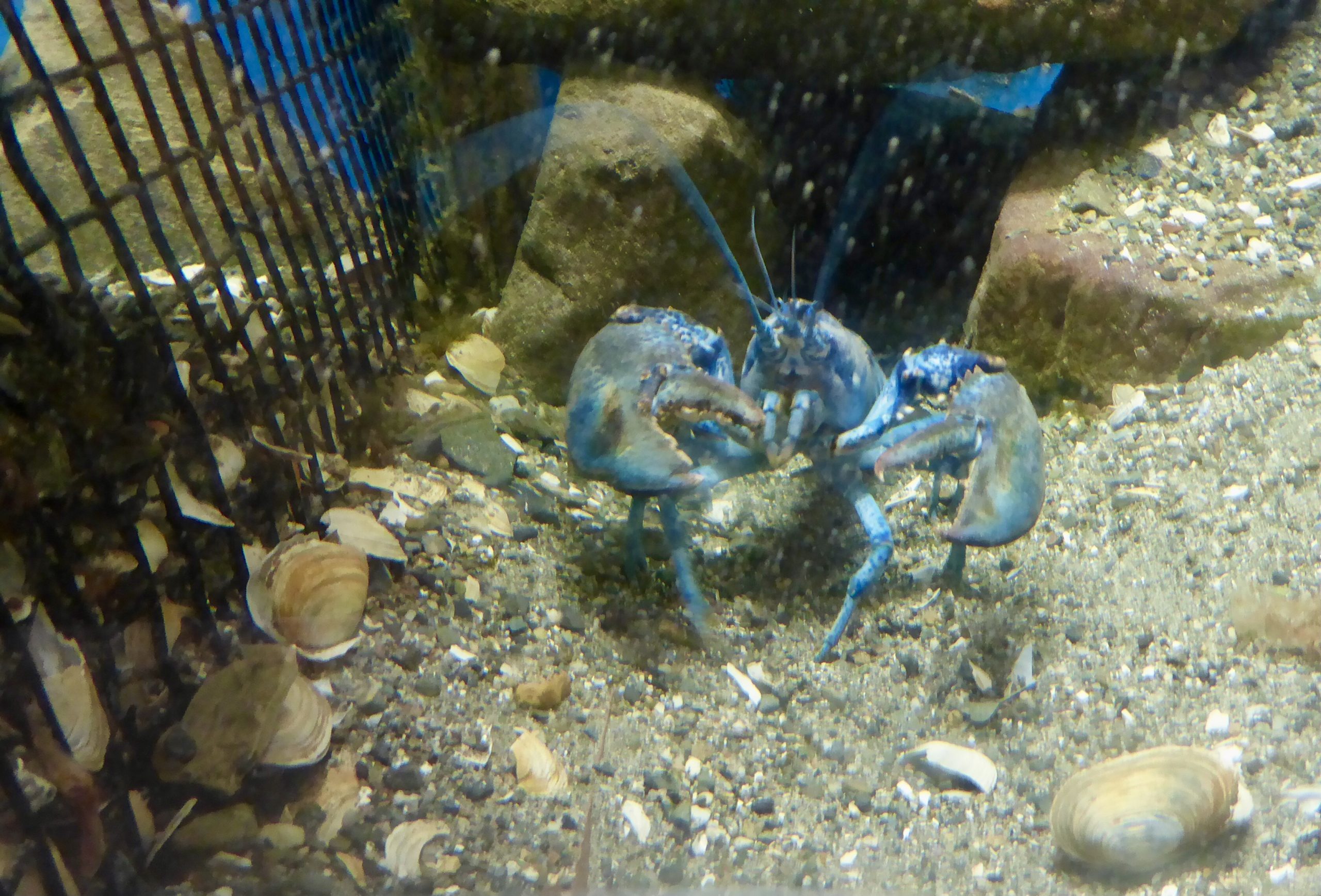 A blue lobster at the Oceanarium, Bar Harbor, Maine